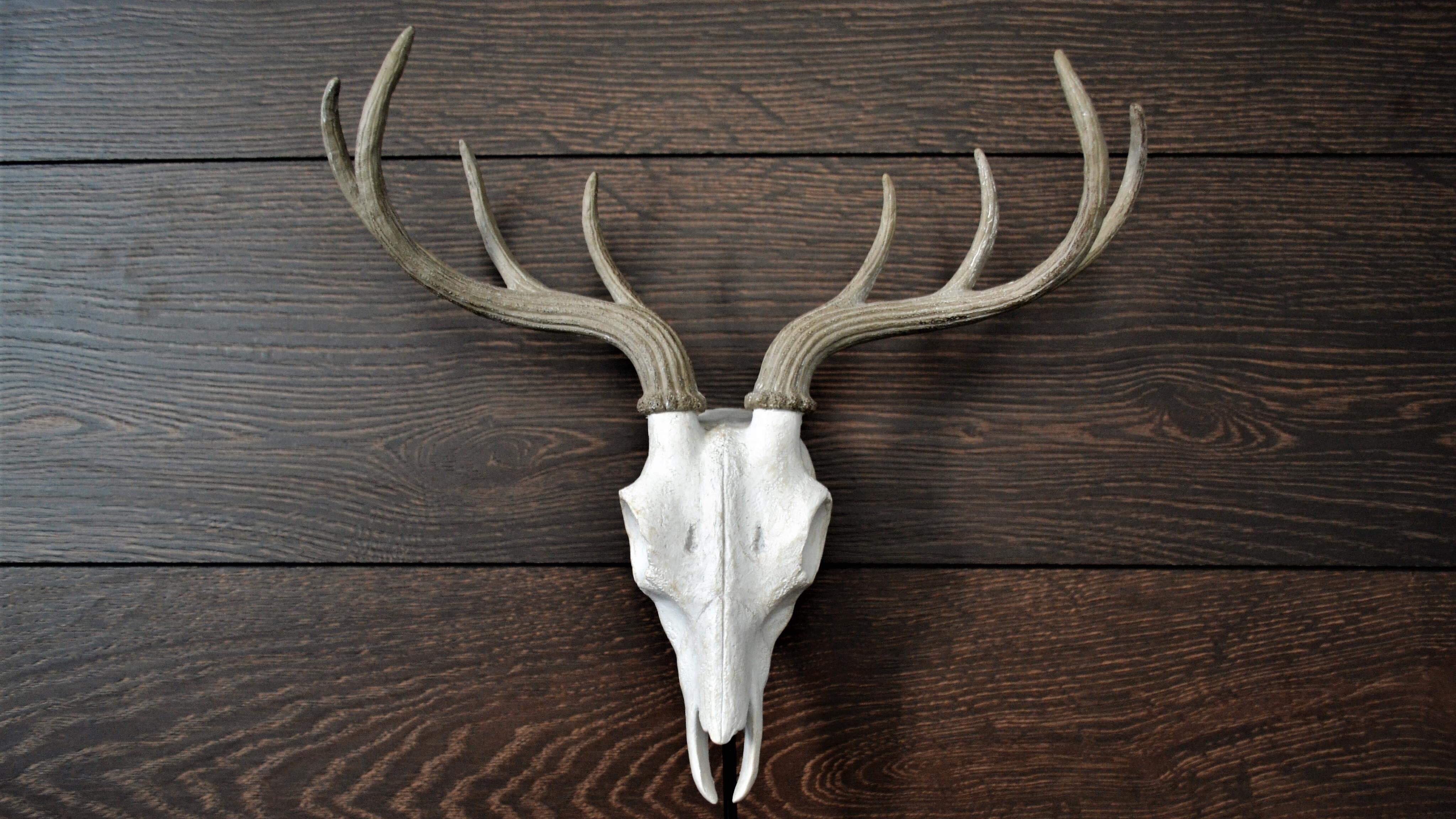 Image of A skull on a bed side table - Luqa Apartment